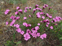 /album/fotogalerie-nabidka/008-pp-biskoupsky-kopec-dianthus-pontederae-jpg/